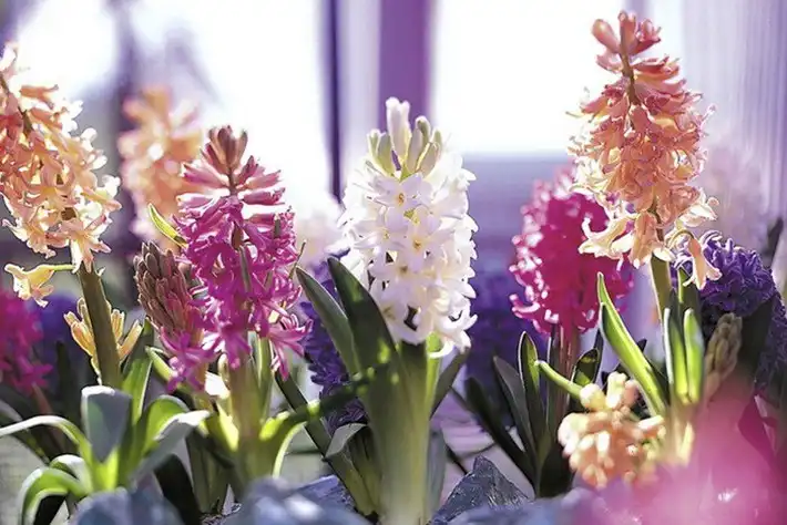 Trang trí khung cửa sổ, điều không thể thiếu khi bạn muốn decor lại căn nhà của mình - ảnh 16